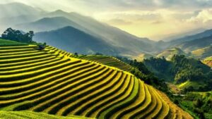 teeanbaugebiete weltweit
