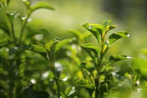Sencha Tee